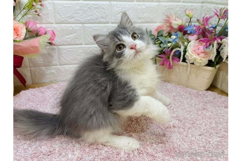 成約済の東京都のラガマフィン-113630の3枚目